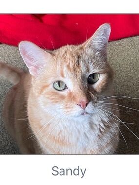 Tree House Humane Society 100% Donation🐱💚